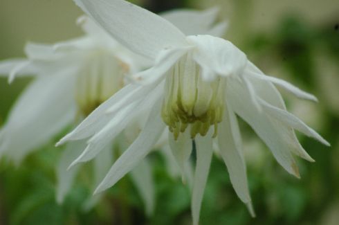 Clematis macropetala 'Snowbird'