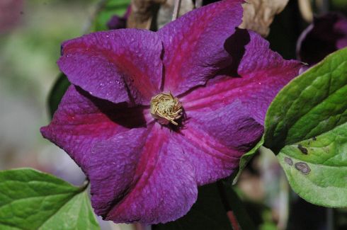 Clematis 'Star of India'