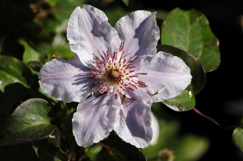Clematis 'STILL WATERS'