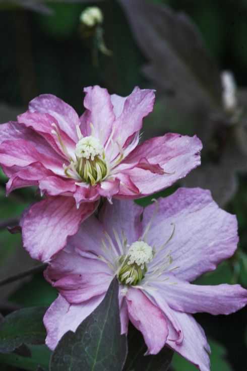 Clematis 'Sunrise PBR'