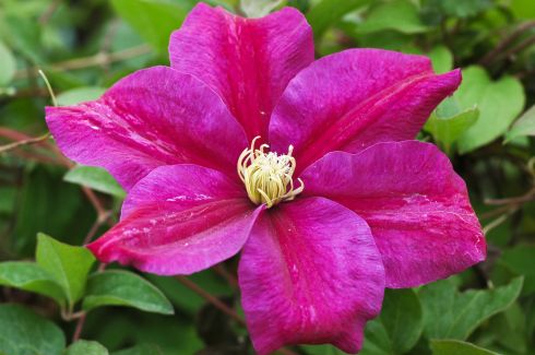 Clematis 'Sunset'