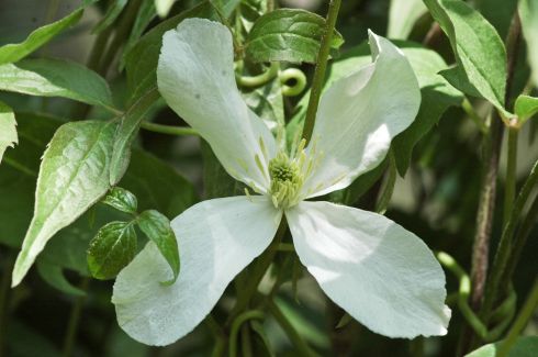 Clematis montana 'Superba'