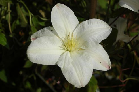 Clematis 'Sylvia Denny'