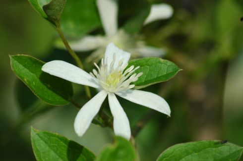 Clematis 'terniflora'
