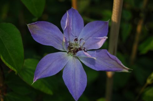 Clematis 'Teshio'