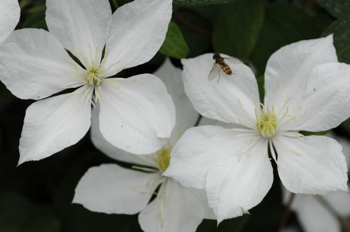 Clematis 'The Bride'