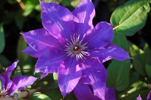 Clematis 'The President'