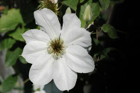 Clematis 'Valge Daam'