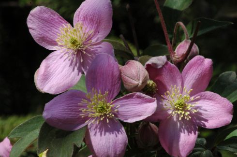 Clematis montana 'Veitch'