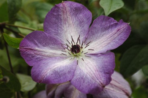 Clematis viticella 'Venosa Violacea'