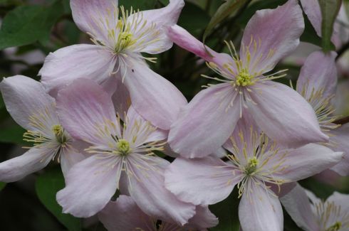 Clematis montana 'Vera'