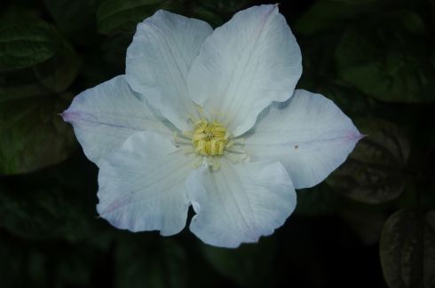 Clematis 'Veronicas Choice'