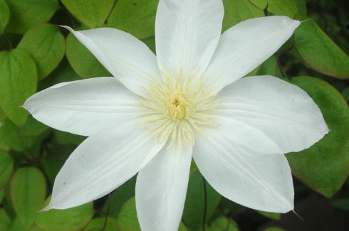 Clematis 'Wadas Primrose'