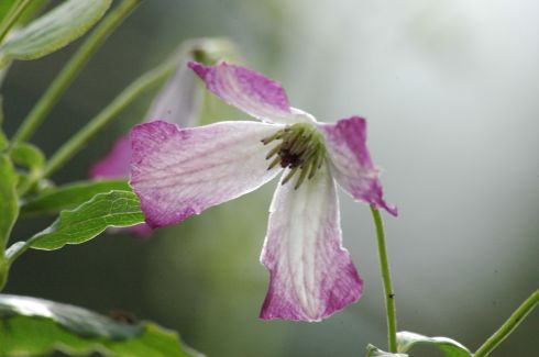Clematis viticella 'Walenburg'