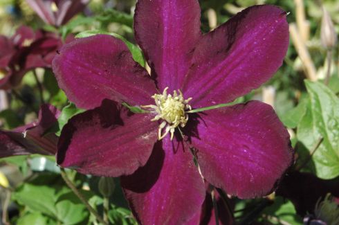 Clematis 'Warszawska Nike'
