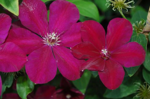 Clematis 'Westerplatte'
