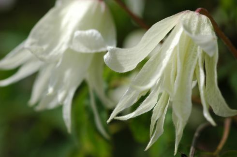 Clematis macropetala 'White Swan'