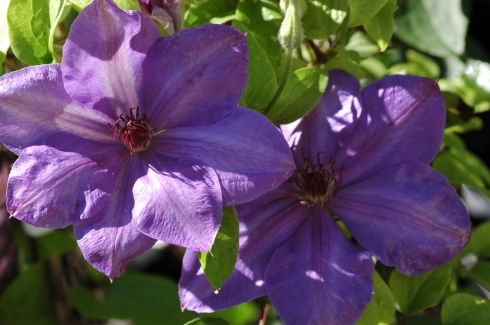 Clematis 'Xerxes'