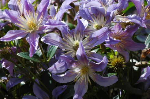 Clematis 'BLUE RIVER' Zoblueriver PBRaf & PPaf