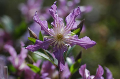 Clematis EAST RIVER 'Zoeastri' PBRaf PPaf