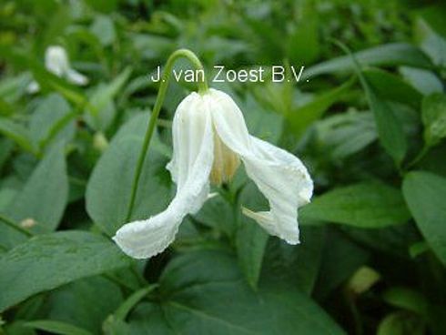 Clematis integrifolia 'Alba'