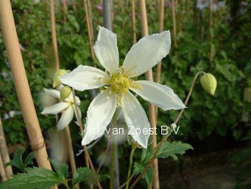 Clematis tangutica 'Anita'