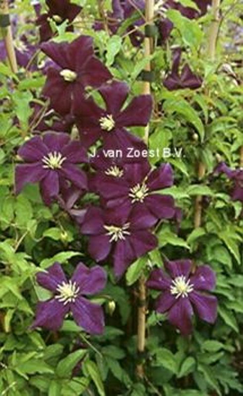 Clematis viticella 'Aotearoa'