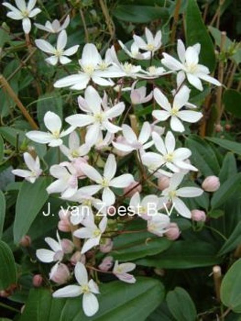 Clematis armandii 'Apple Blossom'