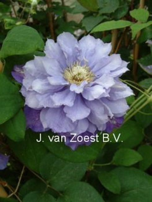 Clematis 'Beauty of Worcester'