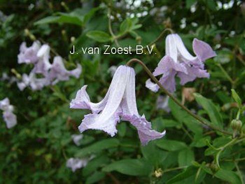 Clematis viticella 'Betty Corning'