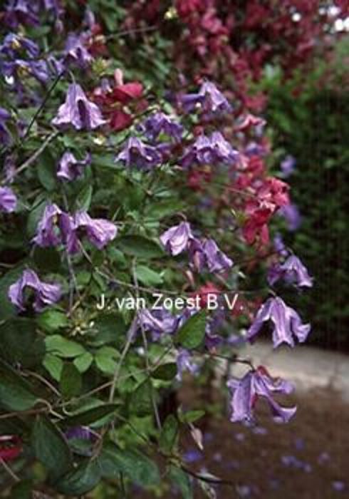 Clematis 'Blue Rain'