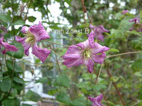 Clematis viticella 'Cicciolina'