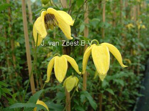 Clematis tangutica 'Corry'