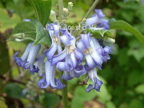 Clematis 'Cote dAzur'