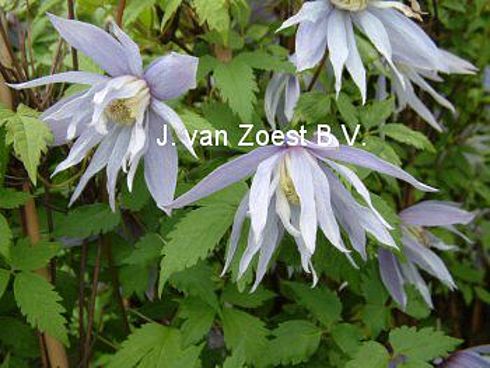 Clematis macropetala 'Eximia'