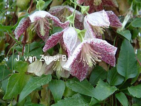 Clematis cirrhosa 'Freckles'