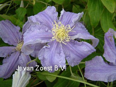 Clematis 'Fryderyk Chopin'