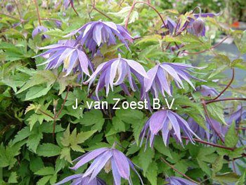 Clematis macropetala 'Georg'