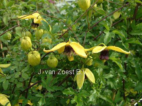 Clematis tangutica 'Golden Harvest'