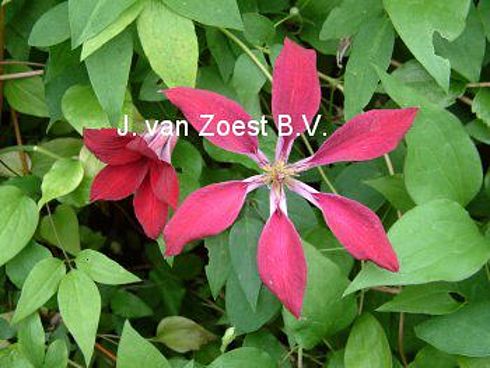 Clematis texensis 'Gravetye Beauty'