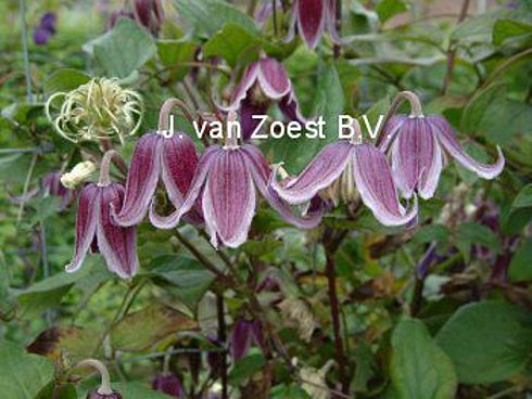 Clematis 'Jan Fopma PBR & Ppaf'