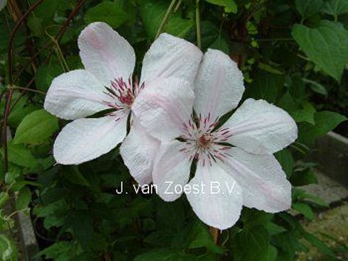 Clematis 'Jan Pawel II'