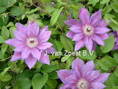 Clematis 'Kathleen Dunford'