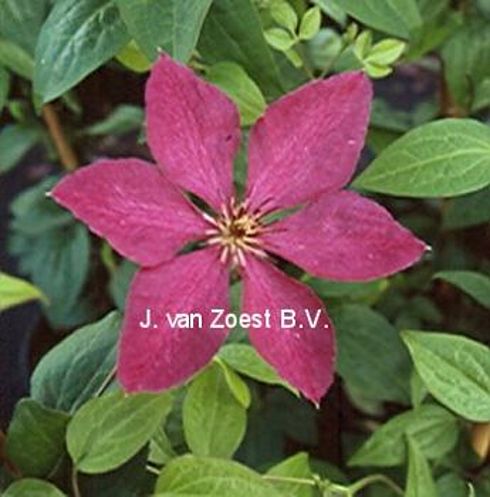 Clematis 'Kommerei'