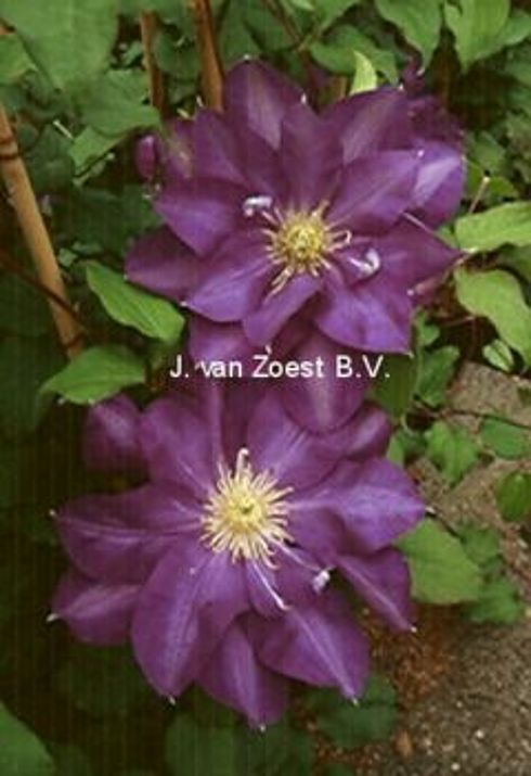 Clematis 'Kunpuh'