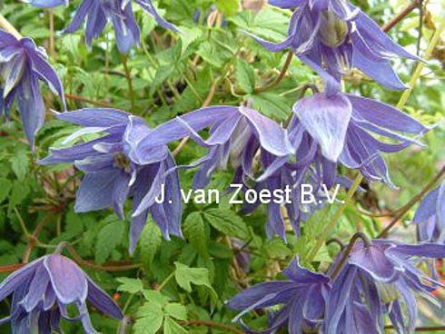 Clematis macropetala 'Lagoon'