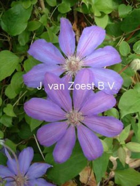 Clematis 'Lawsoniana'