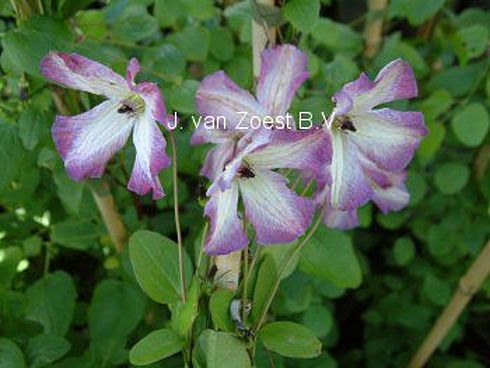 Clematis viticella 'Minuet'