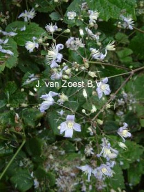 Clematis 'Mrs Robert Brydon'