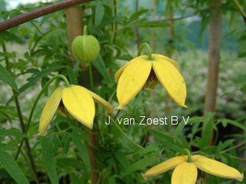 Clematis tangutica 'Orange Peel'